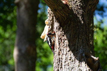 Une mère et son petit