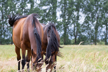 Chevaux qui mangent