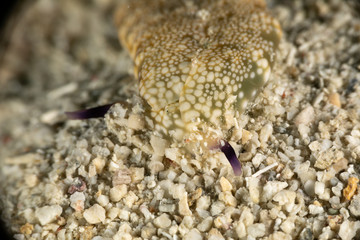 The most beautiful underwater snails of the Indian and Pacific Ocean