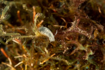 The most beautiful underwater snails of the Indian and Pacific Ocean