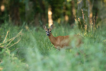 Chevreuil en forêt