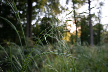 Herbe en for&ecirc;t