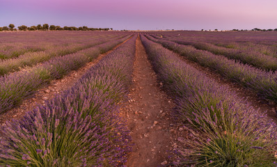 Fototapeta premium Puesta de Sol en los campos de Lavanda de Brihuega
