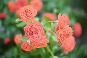 Pink summer roses close up