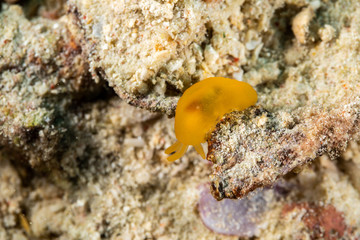 The most beautiful underwater snails of the Indian and Pacific Ocean