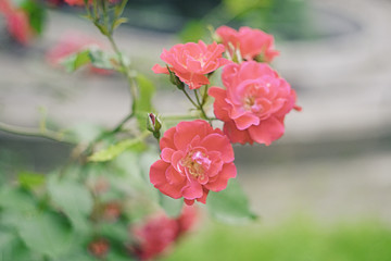 Pink summer roses close up