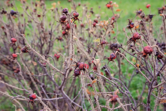 Autumn red dry rosehip berries