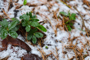 Green sprout of a plant in melting snow. Melting snow in the forest and fallen leaves. Spring forest