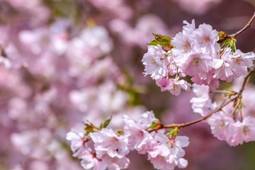  Sakura pink flowers . Beautiful Spring natural Background . Nature concept for design.  Close Up. Macro.