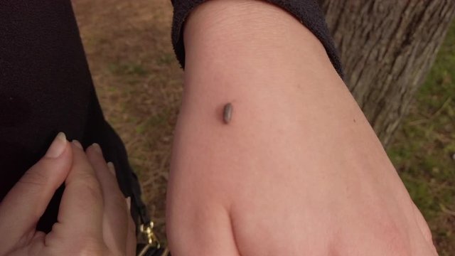 Roly poly pill bug crawling on womans hand, Slowmo Closeup Rack Focus