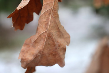 Macro shot of a dried leaf on a background of nature