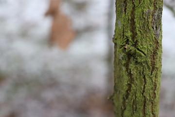 Green tree trunk on a forest background