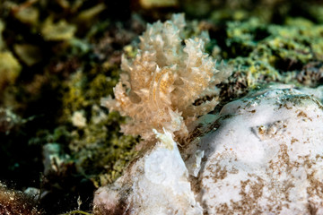 The most beautiful underwater snails of the Indian and Pacific Ocean