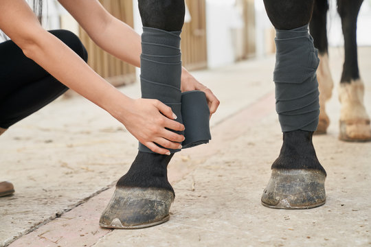 Young woman protecting stallion legs with bandages