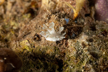 The most beautiful underwater snails of the Indian and Pacific Ocean