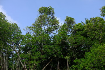 Flying dogs in trees