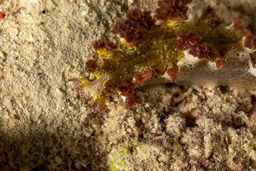 The most beautiful underwater snails of the Indian and Pacific Ocean