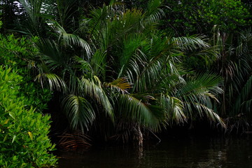 palm trees in the jungle