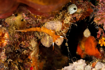 The most beautiful underwater snails of the Indian and Pacific Ocean