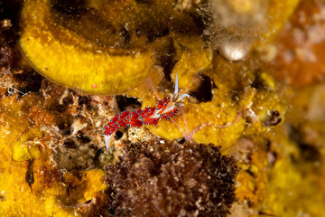 The most beautiful underwater snails of the Indian and Pacific Ocean