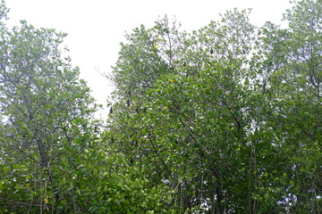 Flying dogs in trees