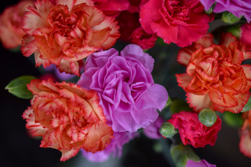 Colorful Carnation Flowers, Close-Up Pink, Purple, Orange