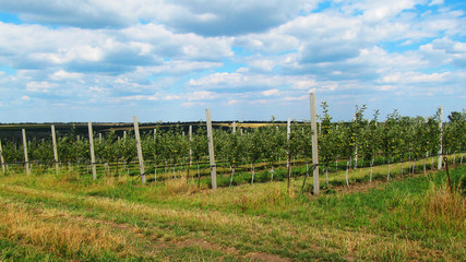 Fototapeta premium hillside apple orchard. garden road between the rows. apples ripen on the trees