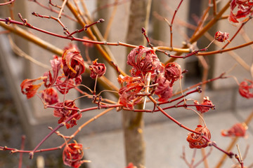 公園で見つけた花？