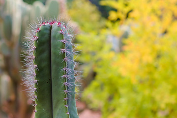 Cactus with Red Thorns