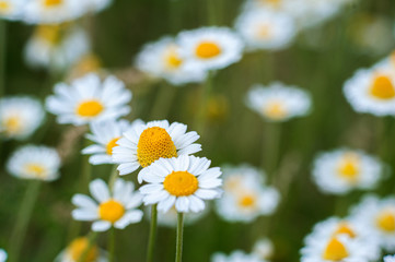 Abstract background from flowers, camomiles in the field. Bokeh