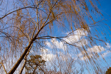 青空に映える柳