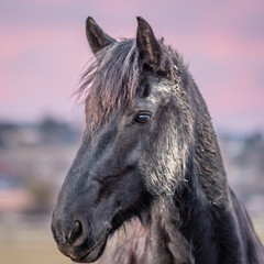 portrait of a horse