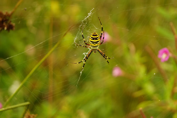  Yolkery black spider on a transparent web