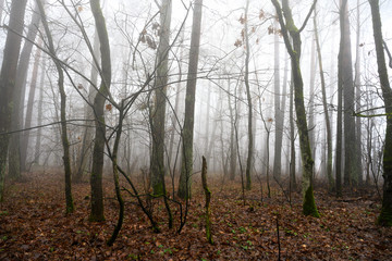 Misty morning in the forest in winter