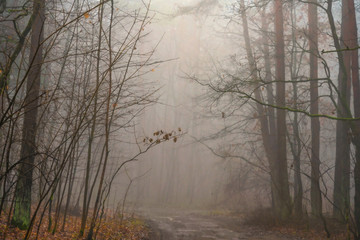 Obraz na płótnie Canvas Misty morning in the forest