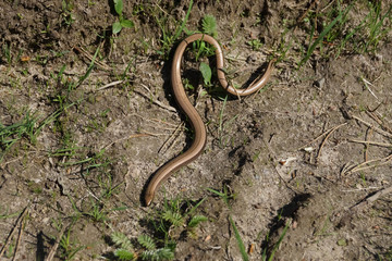  small snake on a forest path
