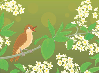 Small singing nightingale perched on a branch with white flowers of a spring blooming tree, vector cartoon illustration