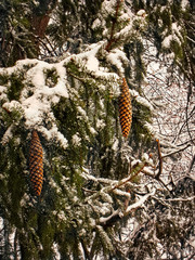 Looking down on a large spruce tree with fresh snow on the branches with cones hanging down and a yard covered with snow below