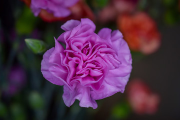 Pink Carnation Flower, Close-Up