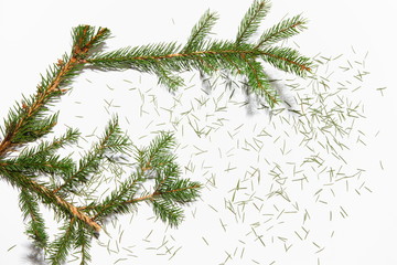 Christmas tree needles fallen from a branch on a white background