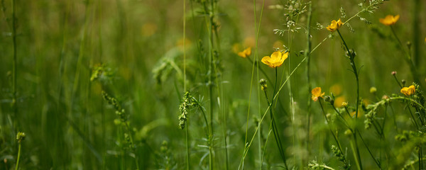 Panoramic summer backdrop with yellow meadow flowers and grass. Low depth of field.