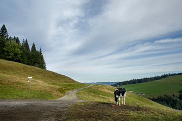 Fototapeta premium Bödele - Losenpass - Weißenfluhalpe