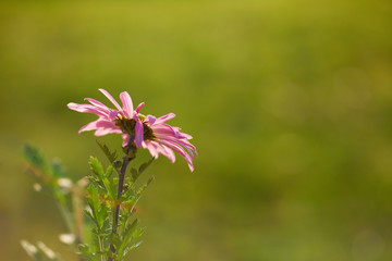 Fototapeta premium Panoramic backdrop with a chrysanthemum flower in backlight. Low depth of field.
