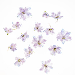 delphinium flowers on the white backgrund