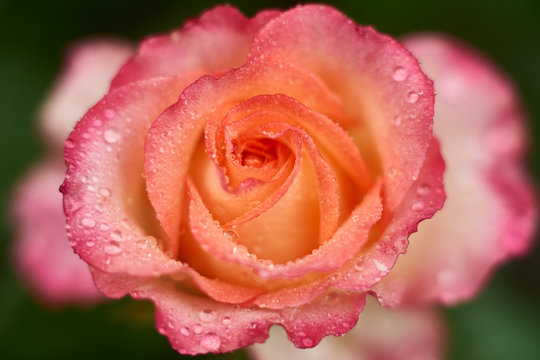 Close up view of the garden rose with dew drops. Low depth of field. Soft focus.