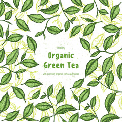 Green tea vector illustration. Hand drawn design template with tea leaf.