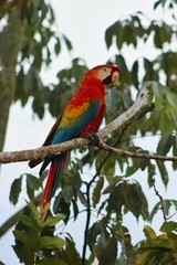Guacamaya amazónica rojo y azul