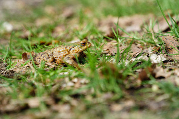 Common toad (European toad) hiding in green grass during the annual toad migration season in Germany in March and June-August. Concept of threatened animals, animal welfare.