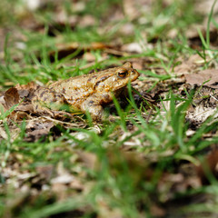 Common toad (European toad) hiding in green grass during the annual toad migration season in Germany in March and June-August. Concept of threatened animals, animal welfare.