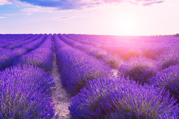 Lavender flowers at sunset in Provence, France. Beautiful summer landscape